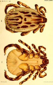 Male Dermacentor reticulatus, illustration from 