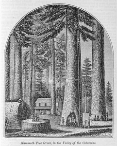 Mammoth Tree Grove in the Valley of the Calaveras, from 