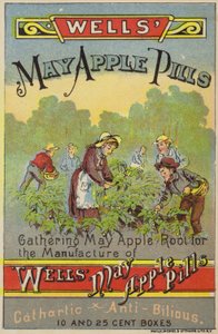 Picking May Apple Roots by American School