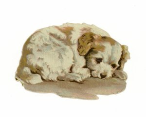 Puppy Sleeping by American School