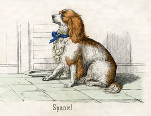 Spaniel, from The Natural History of Animals