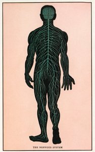 Vintage Anatomical Print of the Human Nervous System by American School