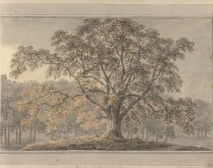 Ash in Londesbro Park, May 1800 by Amos Green