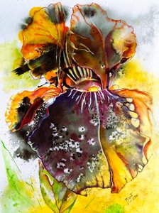 Vibrant Watercolor Iris
