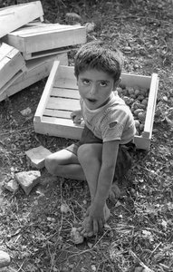 Bitter Grapes - Child at Work