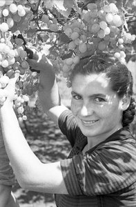 Bitter Grapes - Grape Harvest
