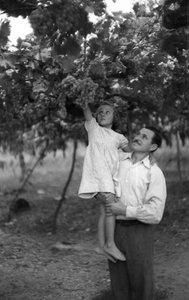 Bitter Grapes - The Height of the Pergola