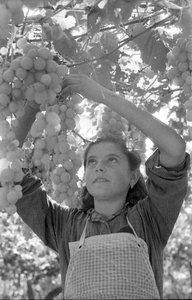 Bitter Grapes - The Very Young Pergolona