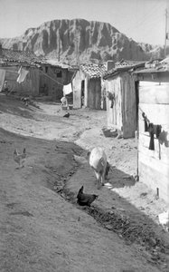 Crotone - Animals Among the Shalls