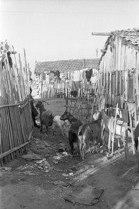 Crotone - Goats Among the Shacks