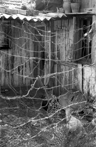 Crotone - In the Shacks with the Chickens