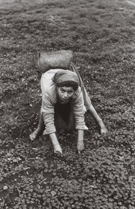 Olive Collector by Ando Gilardi