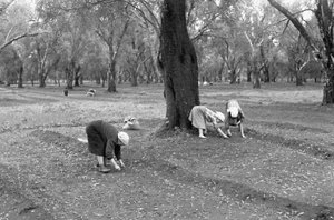 Olive Pickers by Ando Gilardi