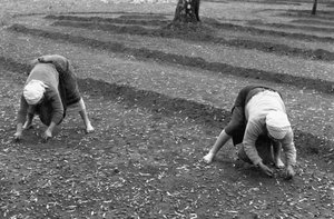 Olive Pickers