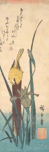 Bird and Iris