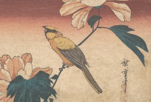 Hibiscus Mutabilis and Jay