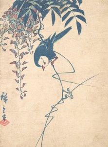 Wisteria and White-headed Bird