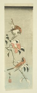 Sparrows and Camellia in Snow