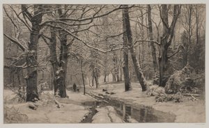 Winter Day in a Forest