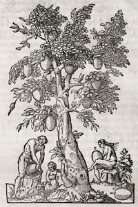 Breadfruit tree, engraving by Andre Thevet by Andre Thevet
