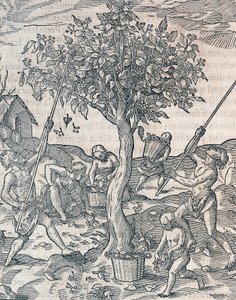 Harvesting of pepper on island of Java, engraving from Universal Cosmology by Andre Thevet