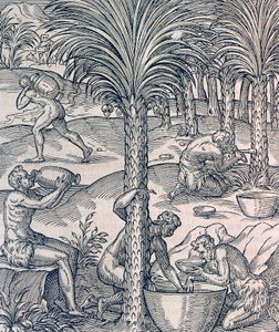 Inhabitants of Cape Verde making drinks from palm trees, engraving from Universal Cosmology, by Andre Thevet by Andre Thevet