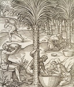 Inhabitants of Cape Verde making drinks from palm trees, engraving from Universal Cosmology, by Andre Thevet by Andre Thevet