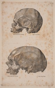 Two Skulls