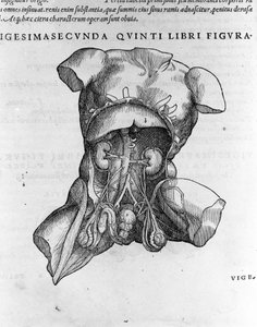 Andrea Vesalio (1514 - 1564), doctor of Charles V. “Humani corporis fabrica libri septem”, Basel 1543.