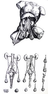 The Plates from the Fifth Book of the De Humani Corporis Fabrica by Andreas Vesalius