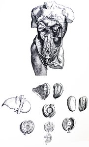 The Plates from the Fifth Book of the De Humani Corporis Fabrica by Andreas Vesalius