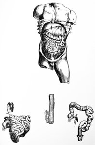 The Plates from the Fifth Book of the De Humani Corporis Fabrica by Andreas Vesalius