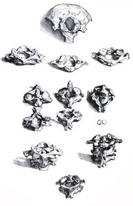 The Plates from the First Book of the De Humani Corporis Fabrica by Andreas Vesalius