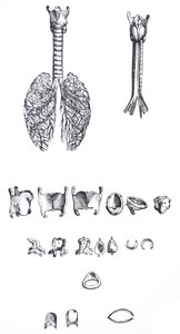 The Plates from the First Book of the De Humani Corporis Fabrica by Andreas Vesalius