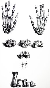 The Plates from the First Book of the De Humani Corporis Fabrica by Andreas Vesalius