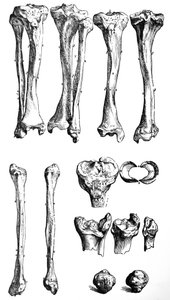 The Plates from the First Book of the De Humani Corporis Fabrica by Andreas Vesalius