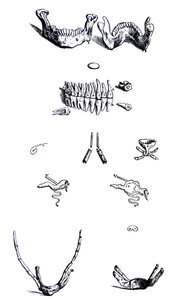 The Plates from the First Book of the De Humani Corporis Fabrica by Andreas Vesalius