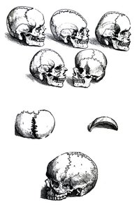 The Plates from the First Book of the De Humani Corporis Fabrica by Andreas Vesalius