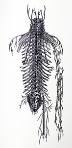 The Plates from the Fourth Book of the De Humani Corporis Fabrica