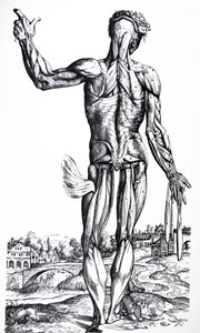The Plates from the Second Book of the De Humani Corporis Fabrica by Andreas Vesalius