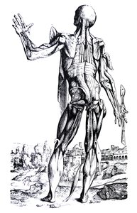 The Plates from the Second Book of the De Humani Corporis Fabrica by Andreas Vesalius