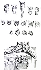 The Plates from the Second Book of the De Humani Corporis Fabrica by Andreas Vesalius
