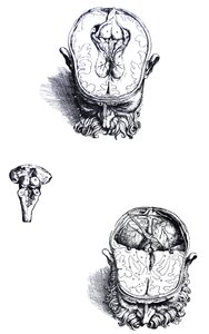 The Plates from the Seventh Book of the De Humani Corporis Fabrica by Andreas Vesalius