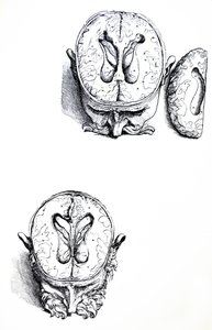The Plates from the Seventh Book of the De Humani Corporis Fabrica by Andreas Vesalius