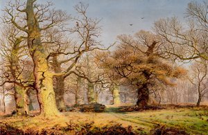 Oak Trees in Sherwood Forest by Andrew MacCallum