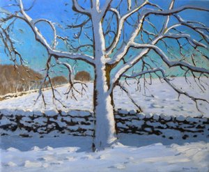 Snow Covered Tree, 2011 by Andrew Macara