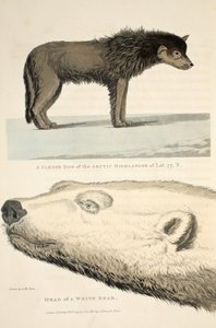 A Sledge Dog of the Arctic Highlander and the Head of a White Bear, illustration from 