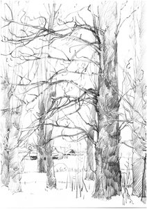 Winter Trees Sketch
