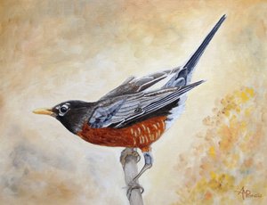 American Robin Perched