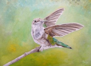 Perched Hummingbird Wings
